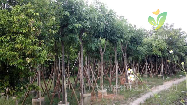 綠化苗木 綠化苗木