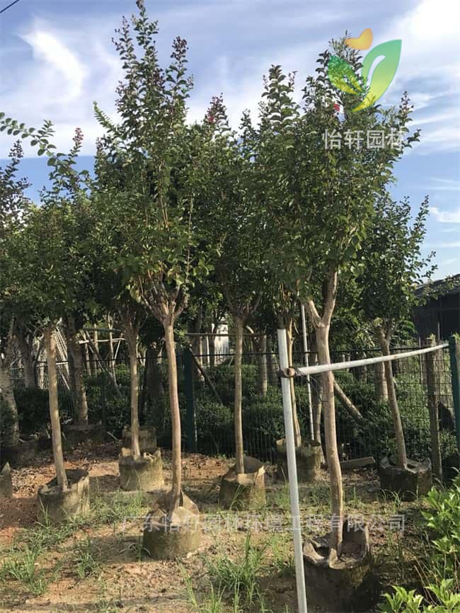 綠化苗木 綠化苗木