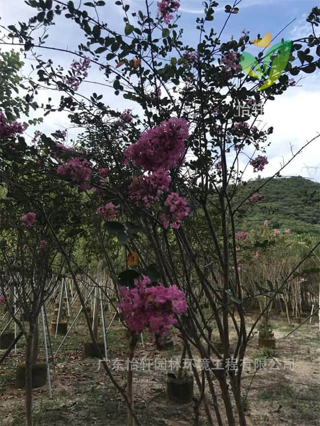 綠化苗木 綠化苗木