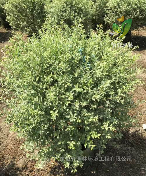 綠化苗木 綠化苗木