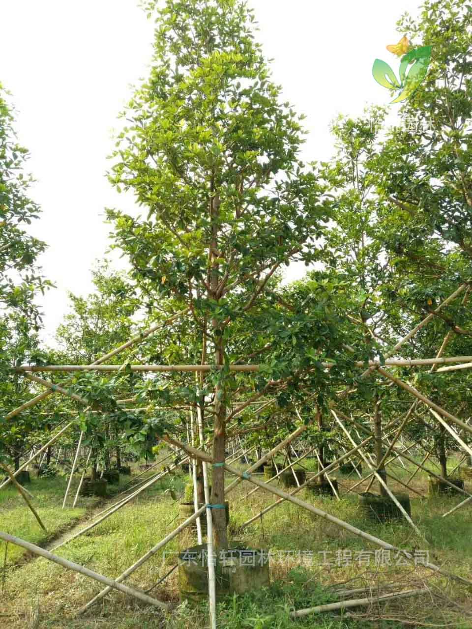 綠化苗木 綠化苗木