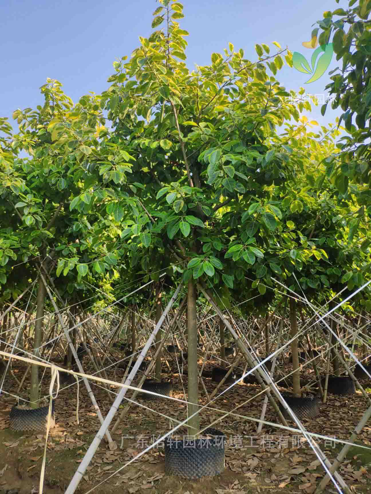 綠化苗木 綠化苗木