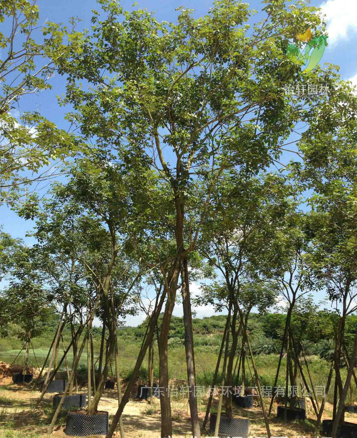 綠化苗木 綠化苗木