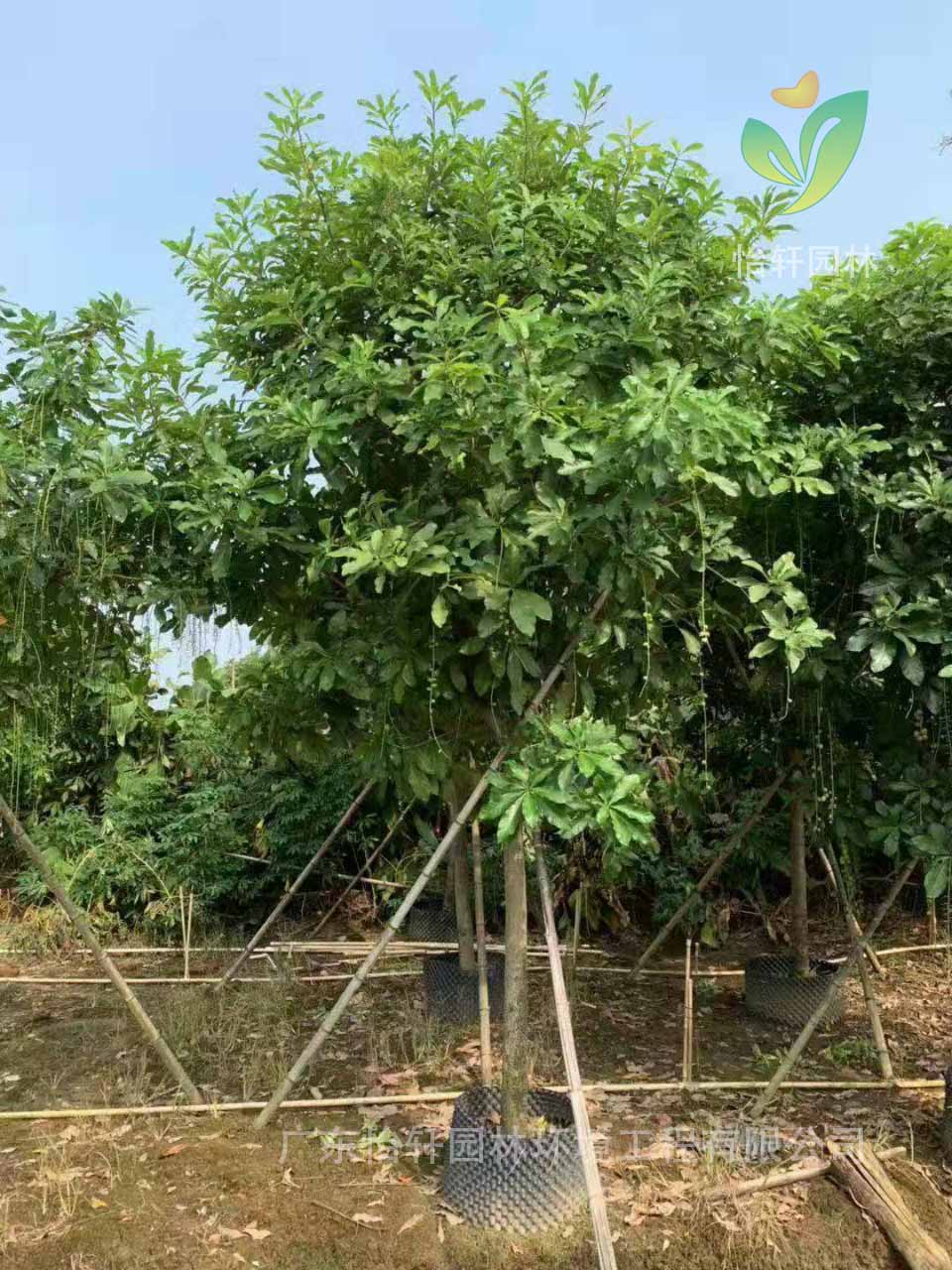 綠化苗木 綠化苗木