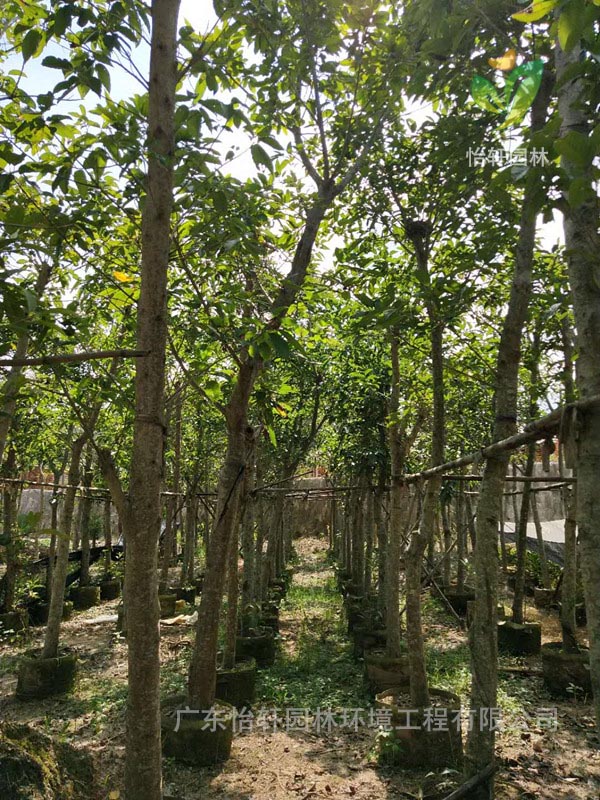 綠化苗木 綠化苗木