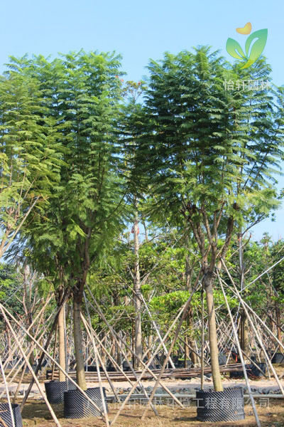 綠化苗木 綠化苗木