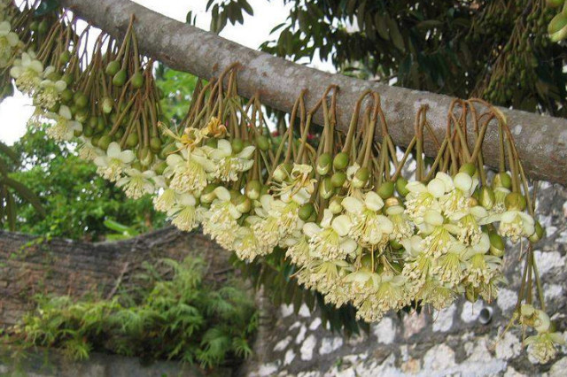 深圳綠化公司，榴蓮