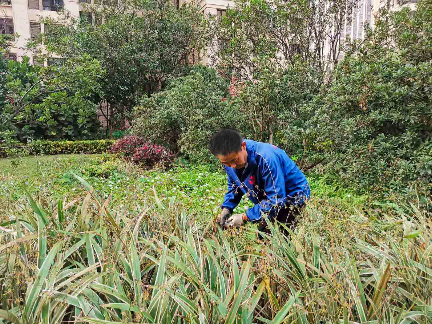 園林綠化養護 園林綠化養護