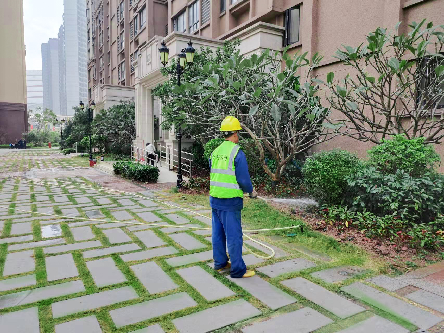 綠化養護,魚骨令箭,綠化養護公司,仙人掌