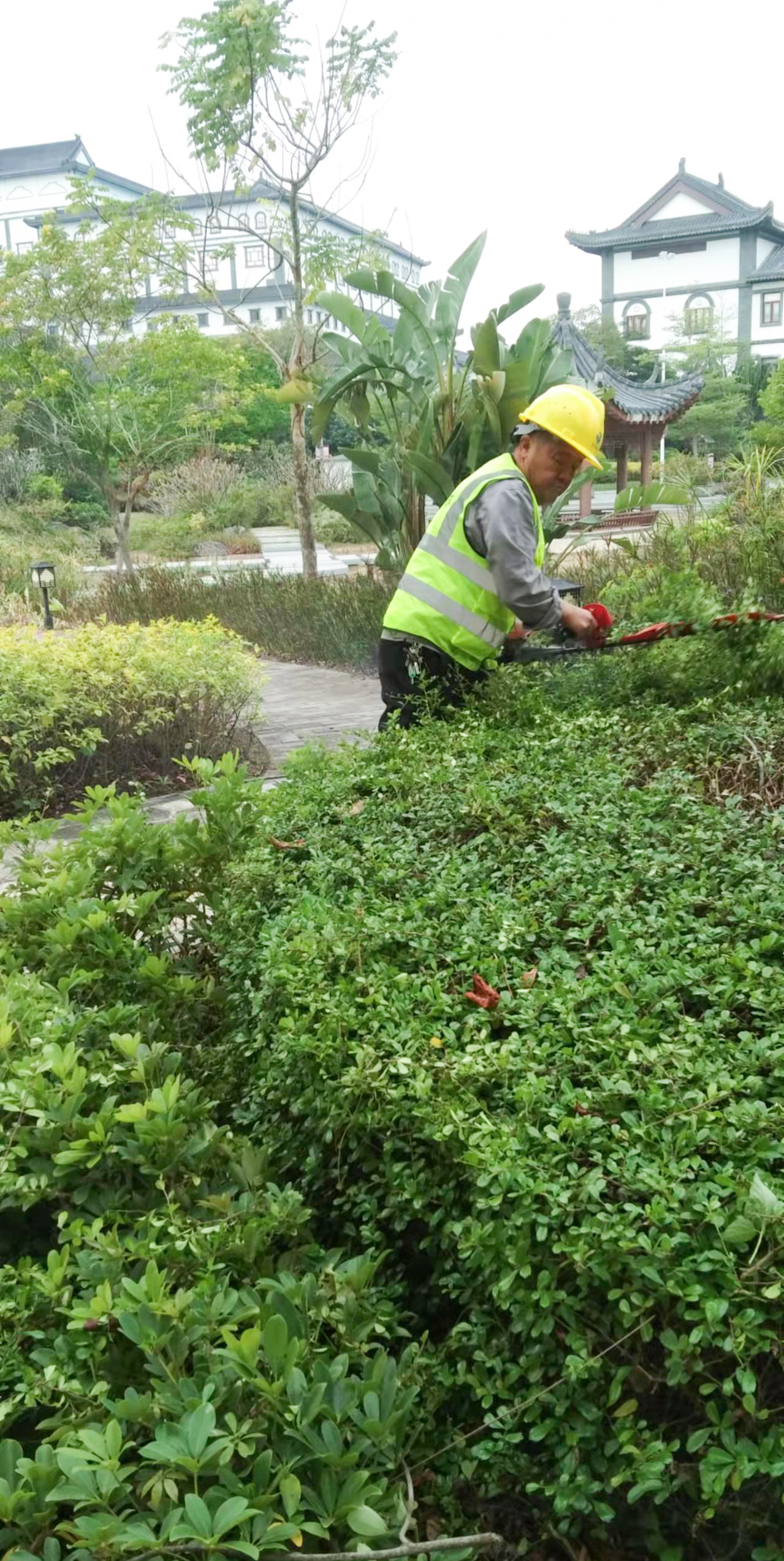 園林綠化養(yǎng)護