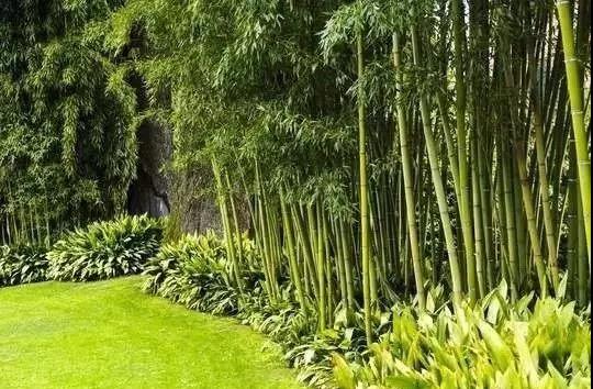 庭院景觀設(shè)計(jì),庭院景觀設(shè)計(jì),竹子