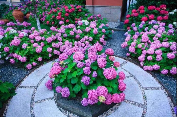 佛山園林綠化公司,繡球,修剪