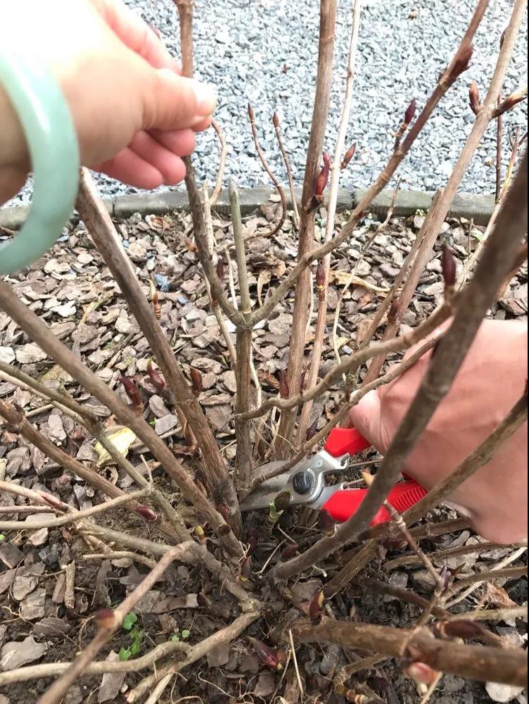 佛山園林綠化公司,繡球,修剪