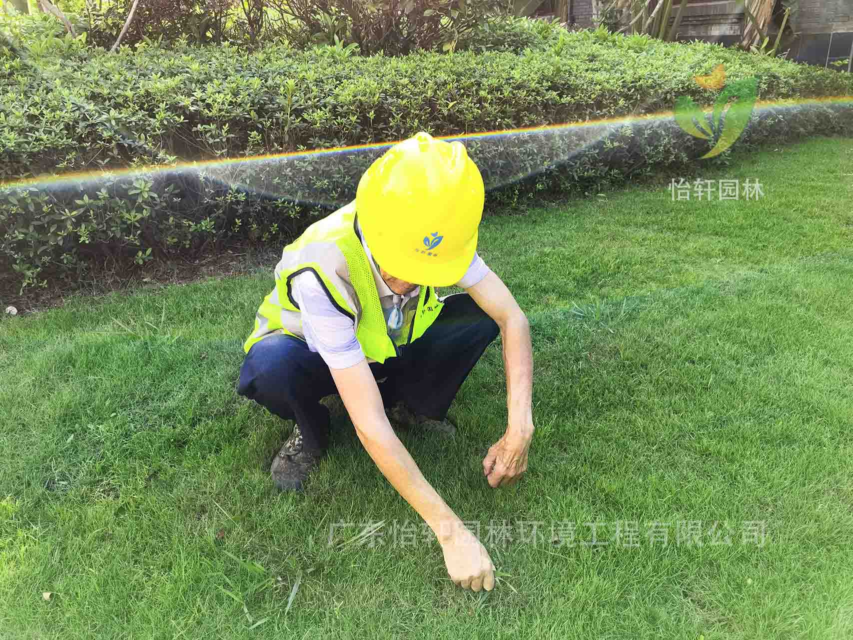 綠化養護 綠化養護