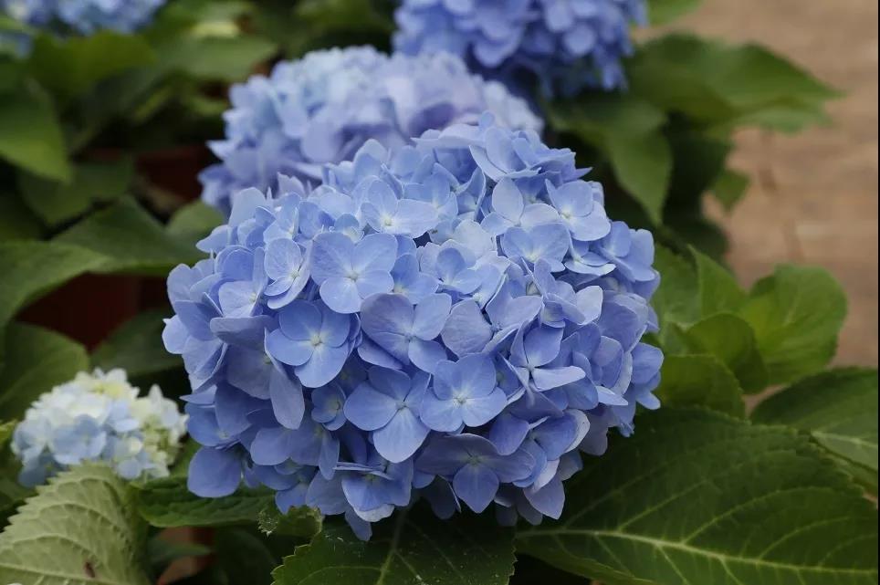 繡球,綠化公司 繡球,綠化公司