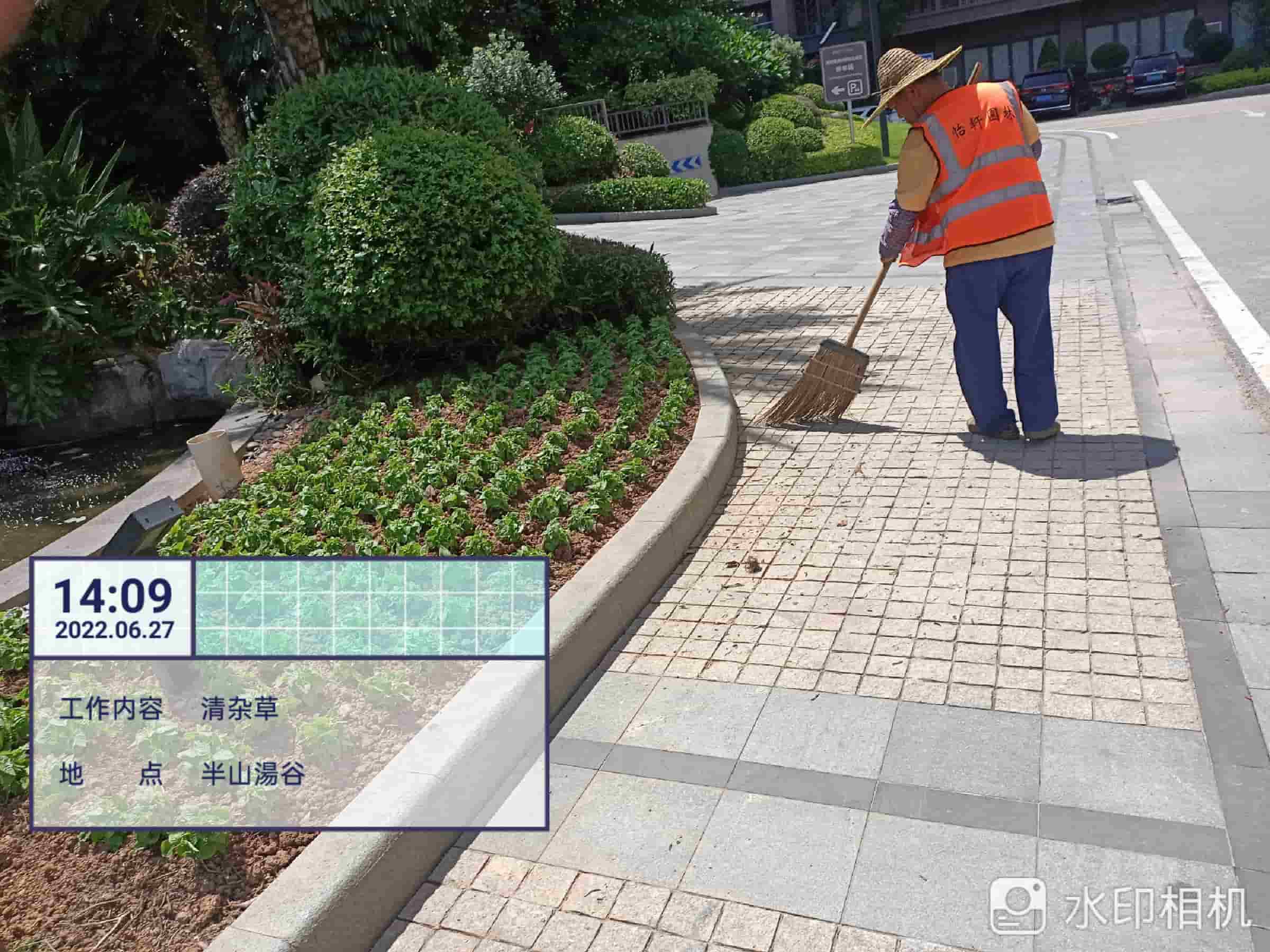 綠化養護,天竺葵