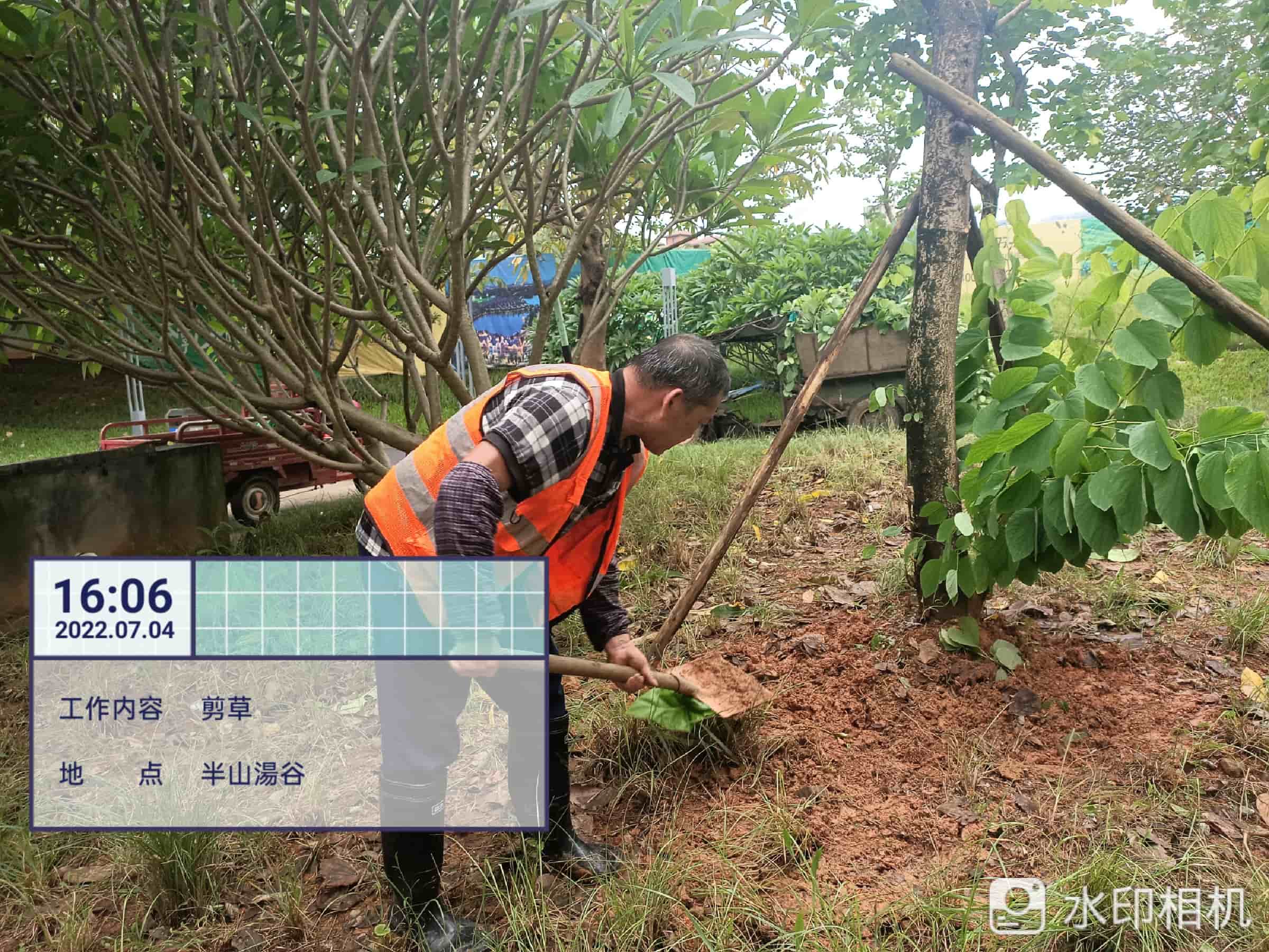 綠化養護,吊蘭 綠化養護,吊蘭