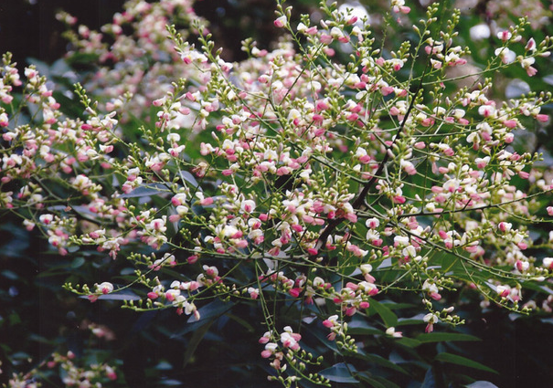 園林綠化,五色槐
