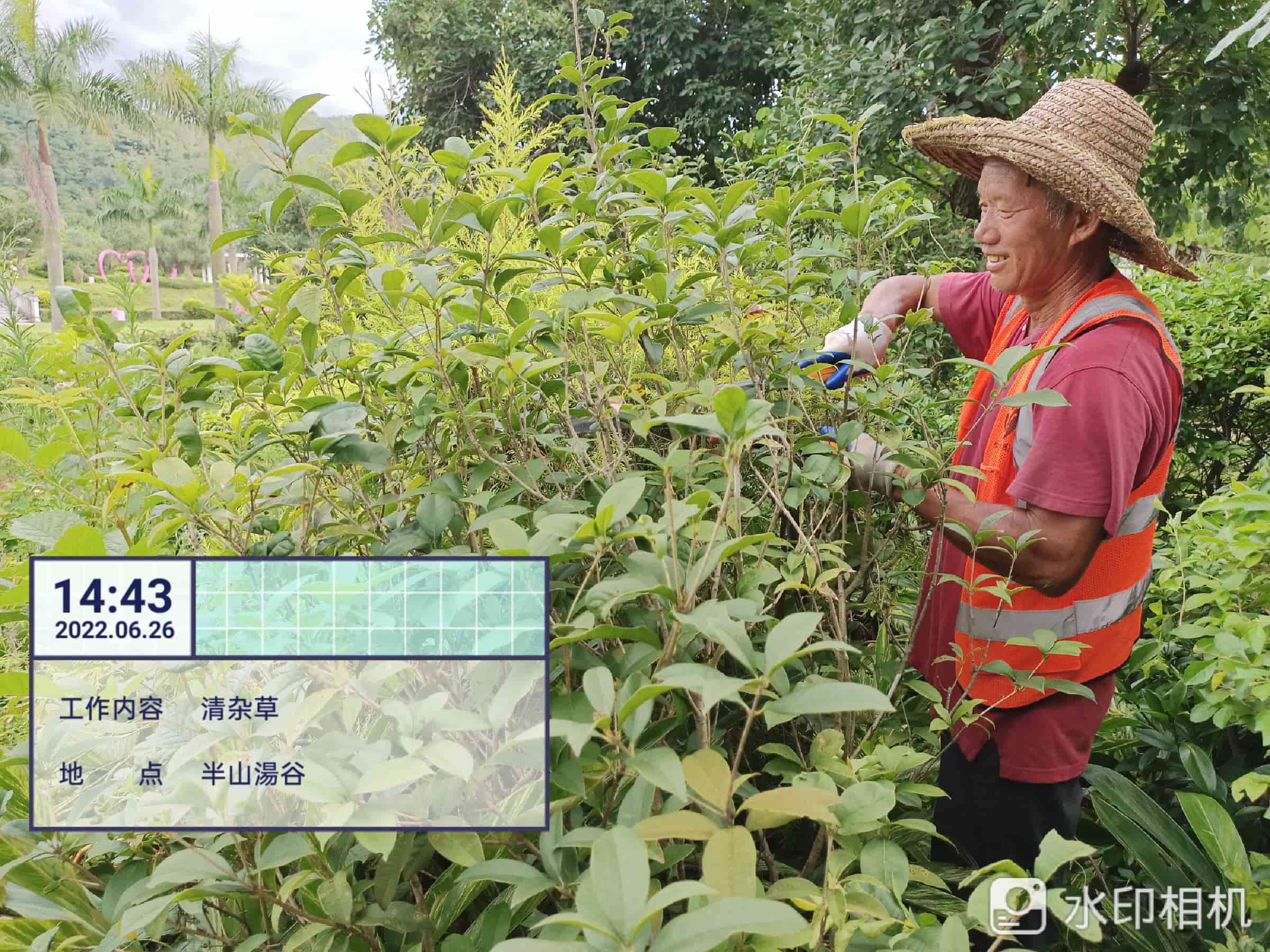 佛山綠化公司,苗木 佛山綠化公司,苗木