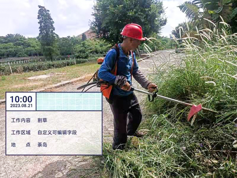 綠化養護,雞蛋玫瑰