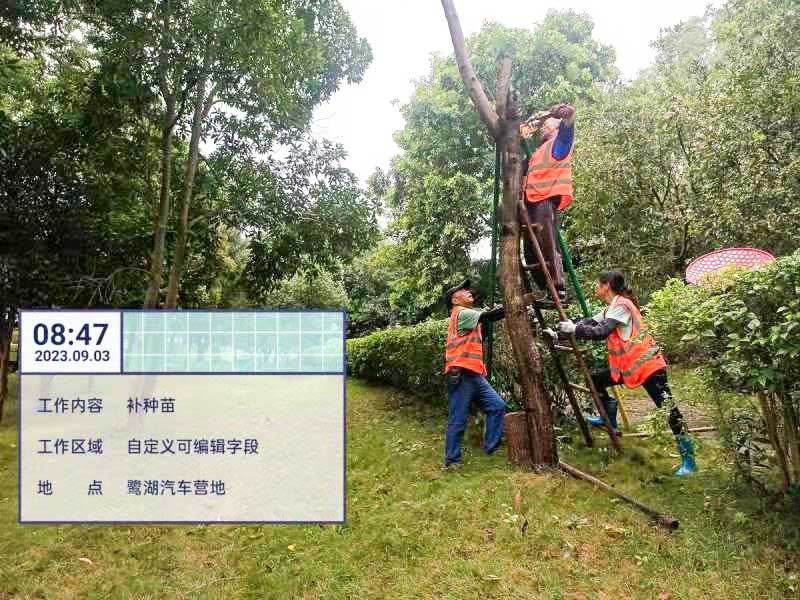 栽種樹木 栽種樹木