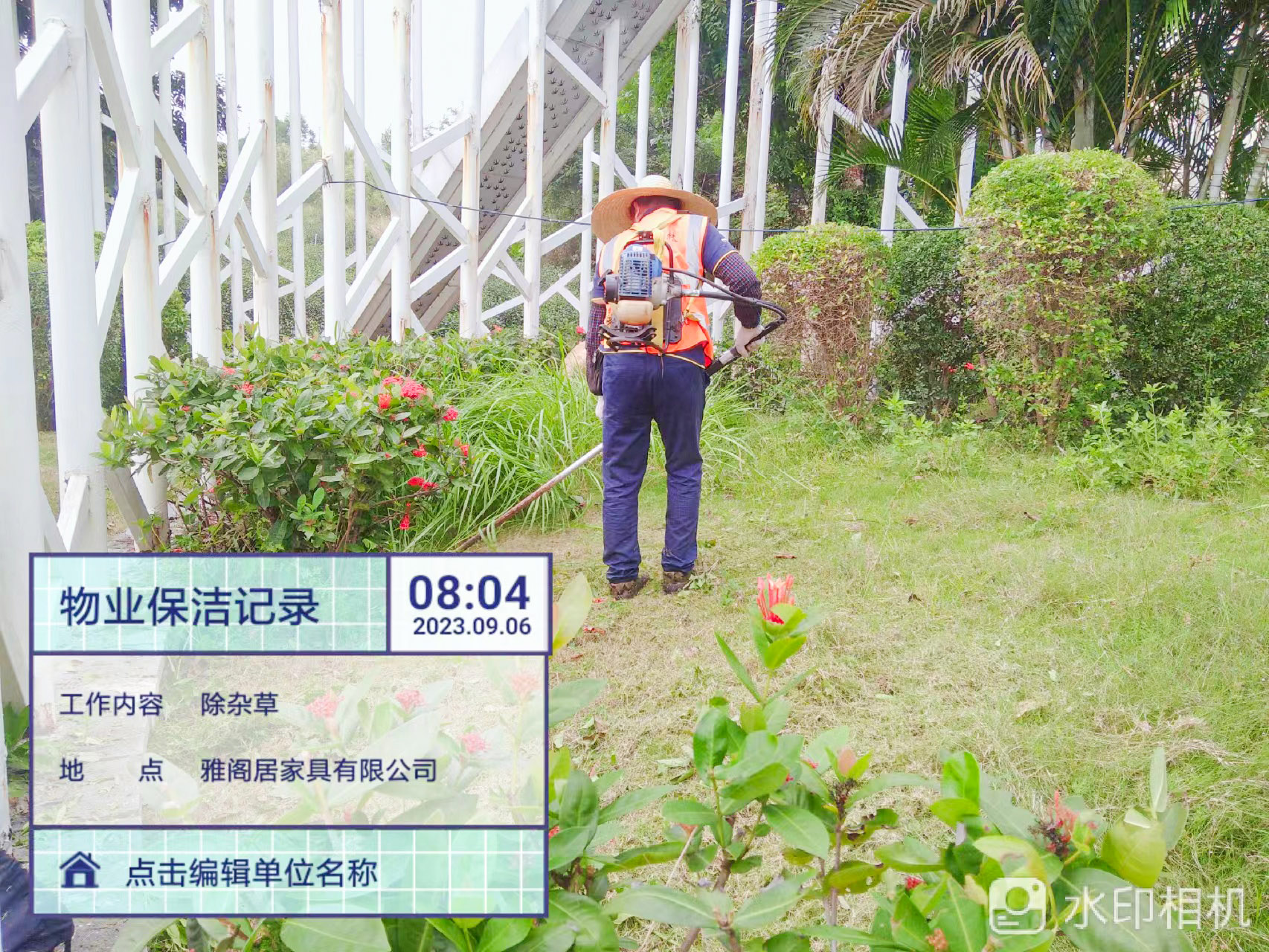 綠化養(yǎng)護,素心蘭 綠化養(yǎng)護,素心蘭