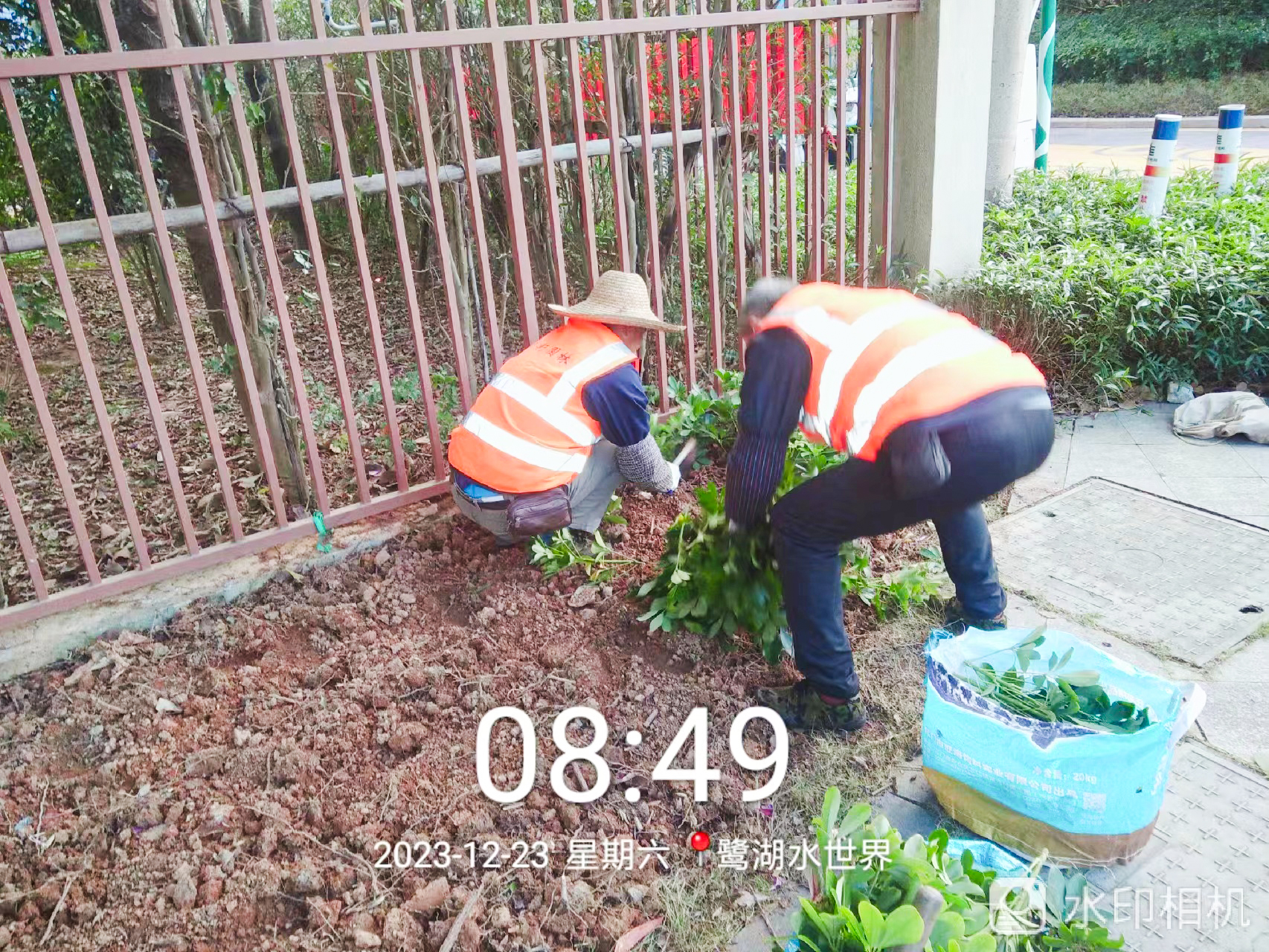 綠化公司,長壽花